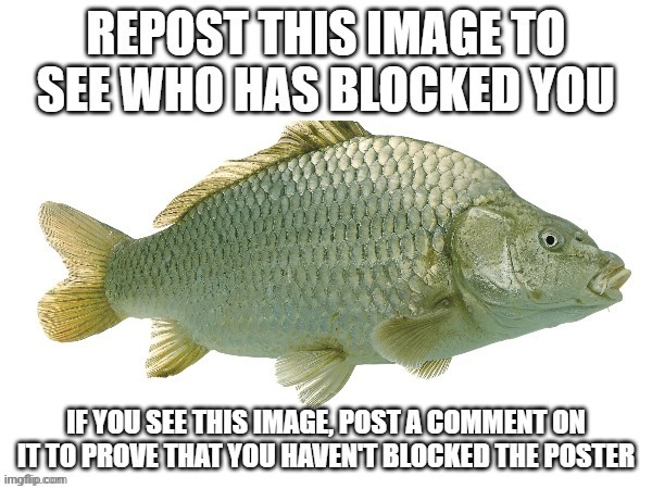 Fish | image tagged in fish | made w/ Imgflip meme maker