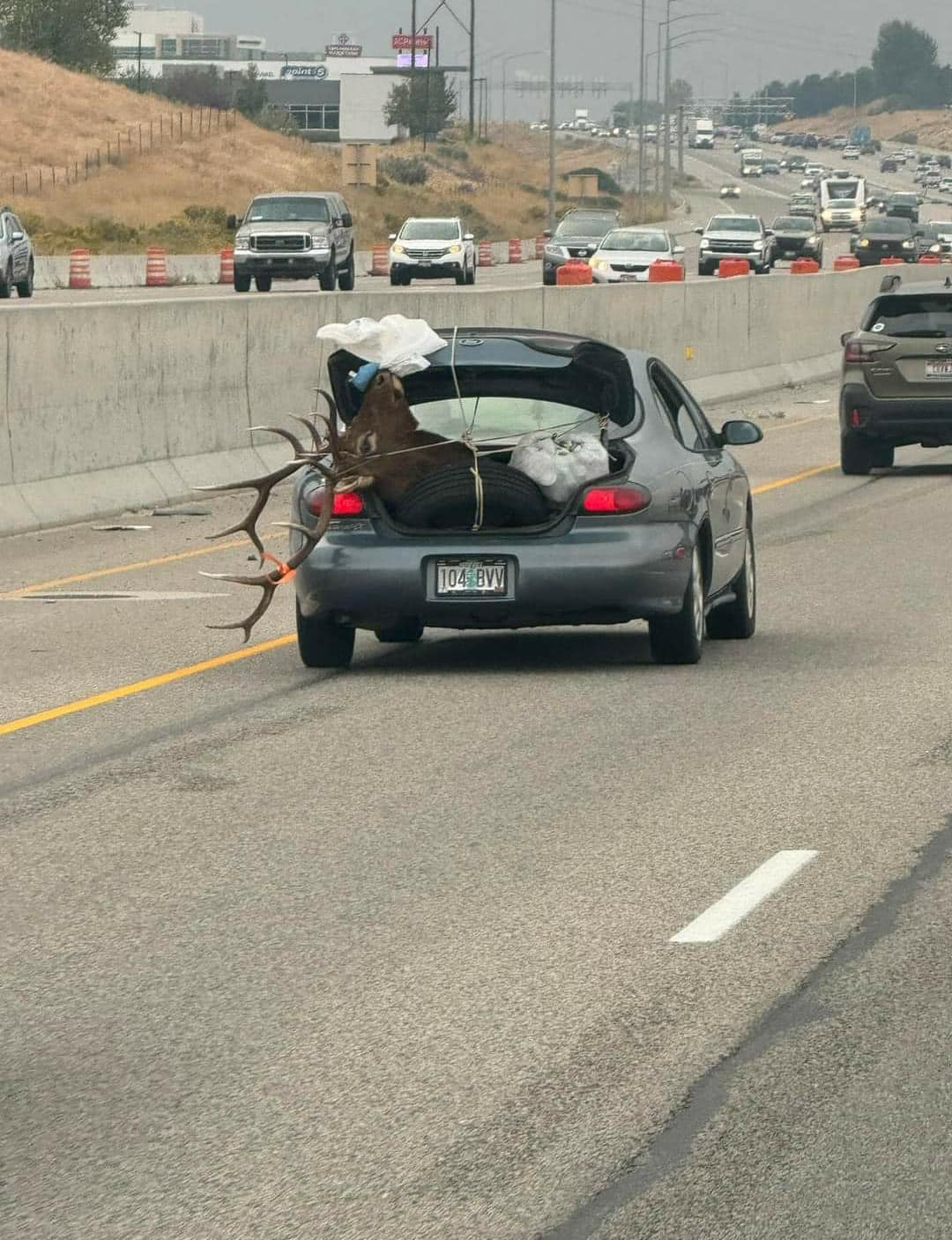 High Quality Elk in a Hyundai Blank Meme Template