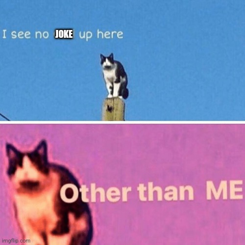 Hail pole cat | JOKE | image tagged in hail pole cat | made w/ Imgflip meme maker