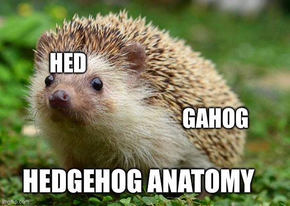 Anatomy of the hedgehog | HED; GAHOG; HEDGEHOG ANATOMY | image tagged in confused hedgehog | made w/ Imgflip meme maker