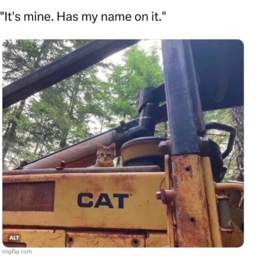 C A T T O | image tagged in memes,cats | made w/ Imgflip meme maker