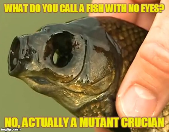 What do call a Fish with no Eye?  Fsh? | image tagged in vince vance,fish,no,eyes,memes,fsh | made w/ Imgflip meme maker