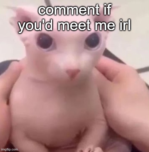 Bingus | comment if you'd meet me irl | image tagged in bingus | made w/ Imgflip meme maker