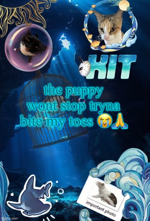 silly announcement template by asriel | the puppy wont stop tryna bite my toes 😭🙏 | image tagged in silly announcement template by asriel | made w/ Imgflip meme maker