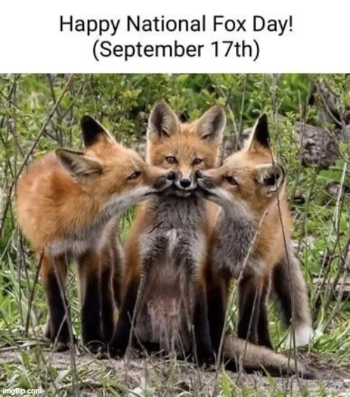 @Everyone here. | image tagged in pakistan,north korea,movie,timezone,cartoon,foxes | made w/ Imgflip meme maker