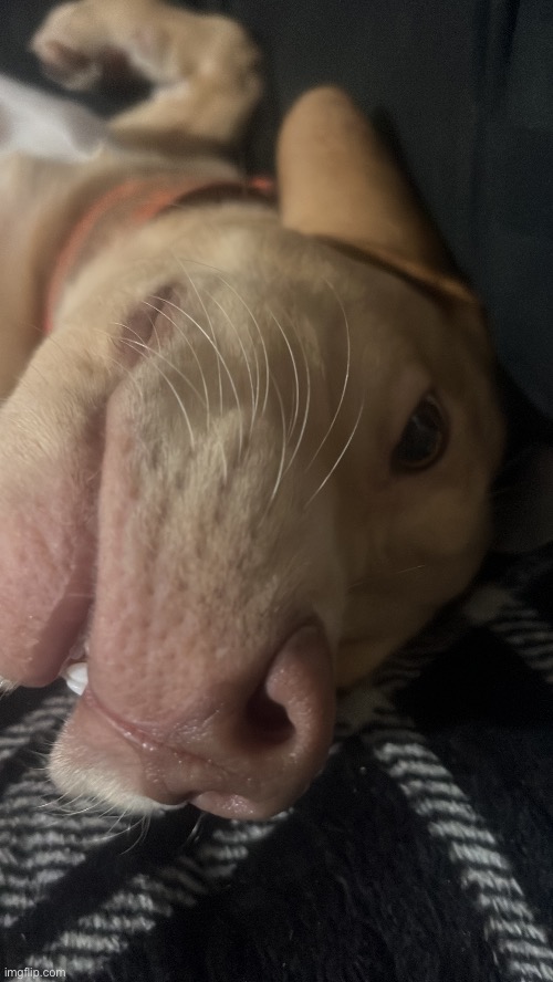 he so silly Blank Meme Template