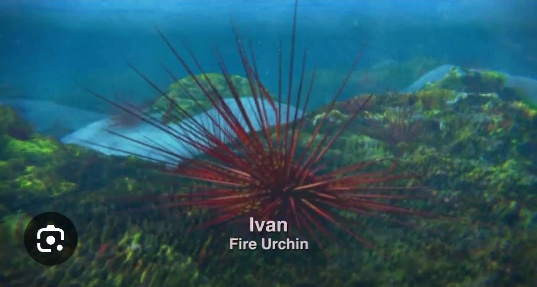 High Quality Fire urchin from surf's up Blank Meme Template