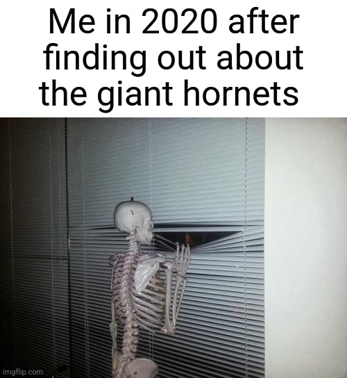 2020 dlc | Me in 2020 after finding out about the giant hornets | image tagged in skeleton looking out window,2020 | made w/ Imgflip meme maker