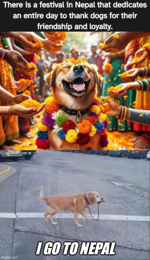 Nepal | I GO TO NEPAL | image tagged in dog walking himself,nepal,dogs,festival | made w/ Imgflip meme maker