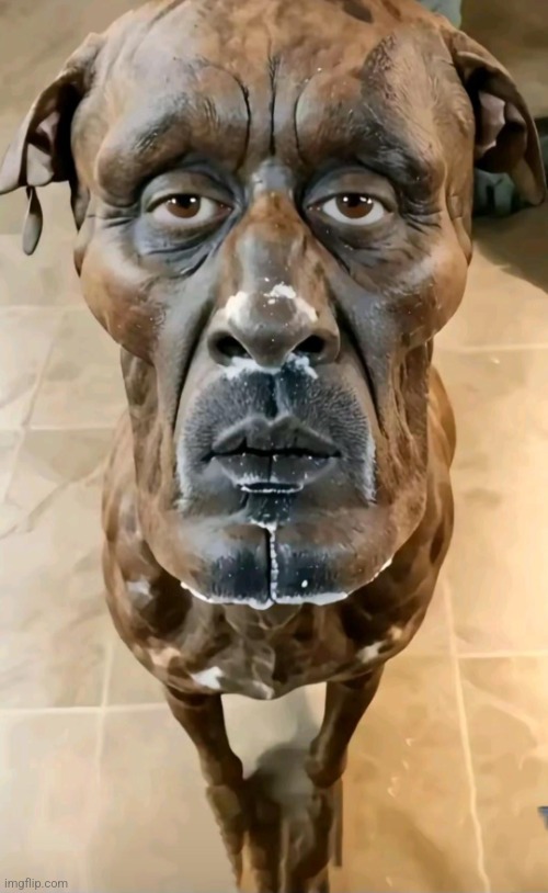 a "dog" | image tagged in a dog | made w/ Imgflip meme maker