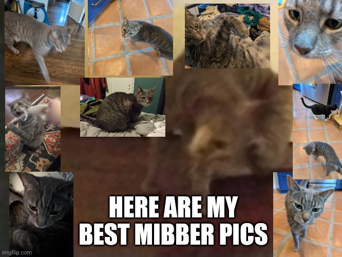 Mibber has come and he is silly | HERE ARE MY BEST MIBBER PICS | image tagged in cat,silly,meow | made w/ Imgflip meme maker