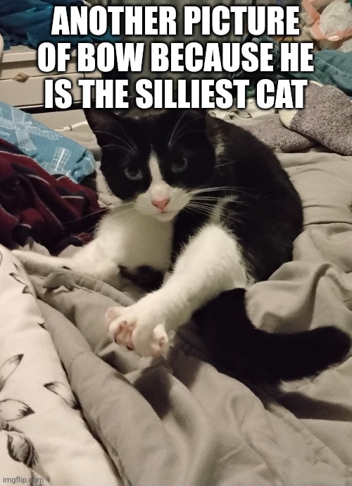 Cat foot | ANOTHER PICTURE OF BOW BECAUSE HE IS THE SILLIEST CAT | image tagged in cat foot | made w/ Imgflip meme maker