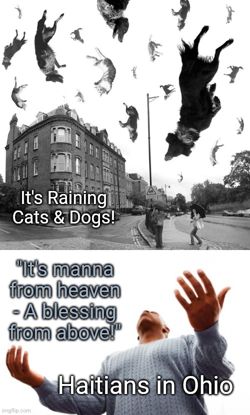 Haitians | It's Raining Cats & Dogs! "It's manna from heaven - A blessing from above!"; Haitians in Ohio | image tagged in haitians | made w/ Imgflip meme maker