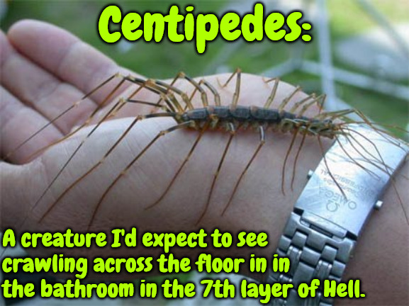 Centipedes | Centipedes:; A creature I'd expect to see crawling across the floor in in the bathroom in the 7th layer of Hell. | image tagged in memes,creeper,yuck,nightmare fuel,disgusting,nope nope nope | made w/ Imgflip meme maker