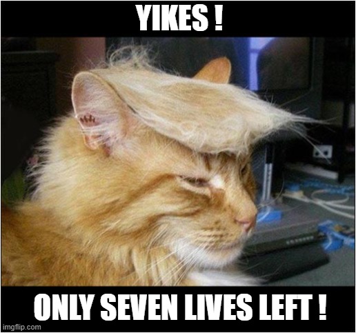 Lucky Trump Cat ! | YIKES ! ONLY SEVEN LIVES LEFT ! | image tagged in trump,assassination,cat,9 lives | made w/ Imgflip meme maker