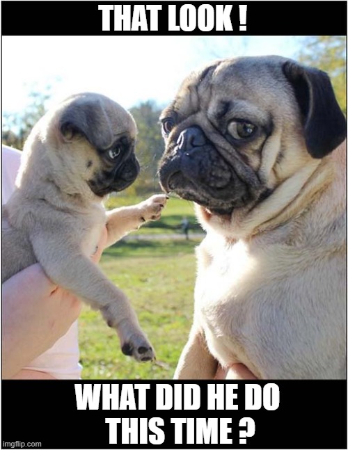 A Pug Parents Dispair ! | THAT LOOK ! WHAT DID HE DO
 THIS TIME ? | image tagged in dogs,pug,parenting,dispair | made w/ Imgflip meme maker