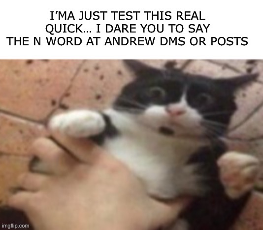I’ll take the hit | I’MA JUST TEST THIS REAL QUICK… I DARE YOU TO SAY THE N WORD AT ANDREW DMS OR POSTS | image tagged in cat caught in 4 k | made w/ Imgflip meme maker