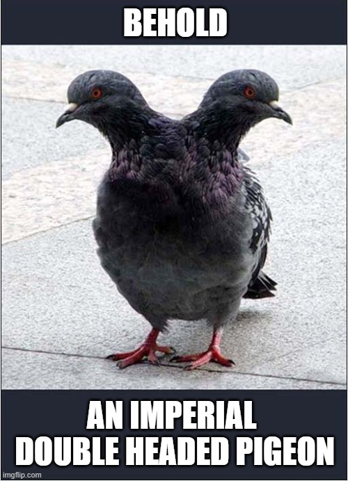 A Rare Bird Indeed ! | BEHOLD; AN IMPERIAL  DOUBLE HEADED PIGEON | image tagged in imperial,pigeon,optical illusion | made w/ Imgflip meme maker