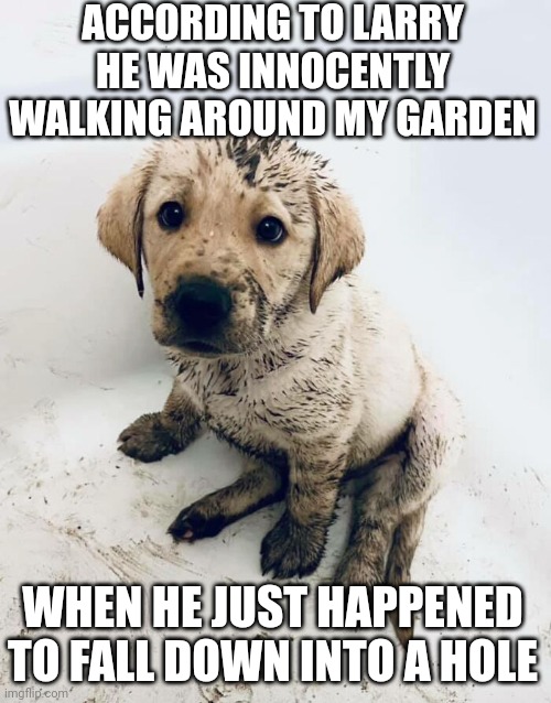 Cute puppy | ACCORDING TO LARRY HE WAS INNOCENTLY WALKING AROUND MY GARDEN; WHEN HE JUST HAPPENED TO FALL DOWN INTO A HOLE | image tagged in cute puppy | made w/ Imgflip meme maker