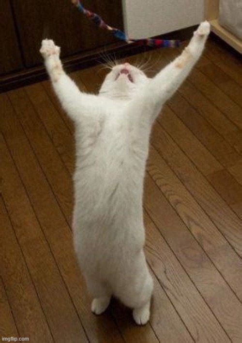 Hooray Cat | image tagged in hooray cat | made w/ Imgflip meme maker