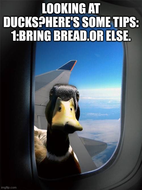 Duck Plane Window | LOOKING AT DUCKS?HERE'S SOME TIPS:
1:BRING BREAD.OR ELSE. | image tagged in duck plane window | made w/ Imgflip meme maker