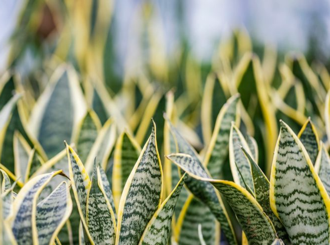 Snake plant Blank Meme Template