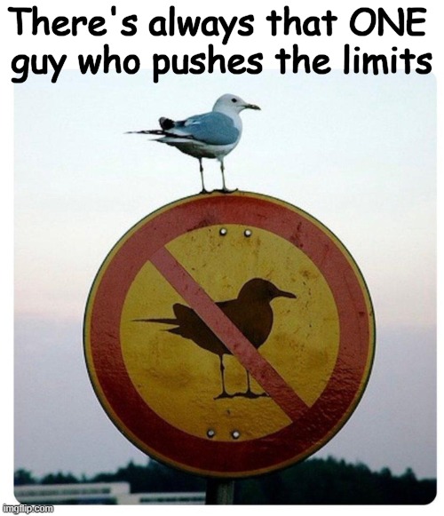 Here's Your Sign | There's always that ONE 

guy who pushes the limits | image tagged in funny,bird,that one friend,listen here you little bird,awkward,rebel | made w/ Imgflip meme maker