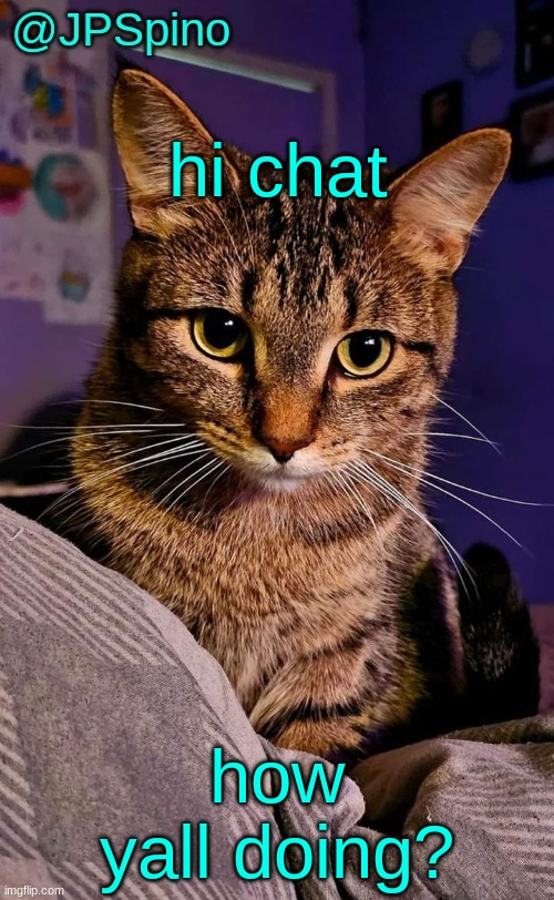 JPSpino's cat temp | hi chat; how yall doing? | image tagged in jpspino's cat temp | made w/ Imgflip meme maker