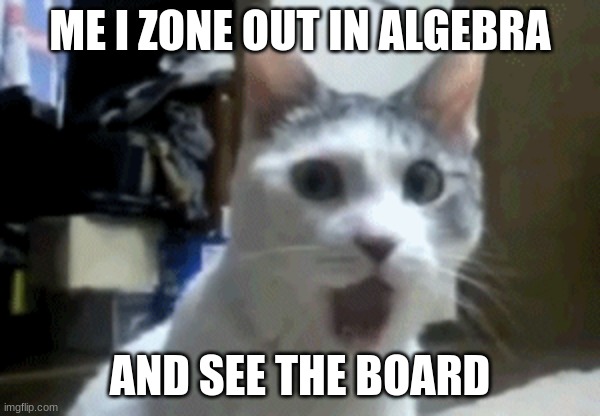 The truth tho. LOL | ME I ZONE OUT IN ALGEBRA; AND SEE THE BOARD | image tagged in funny cat memes | made w/ Imgflip meme maker