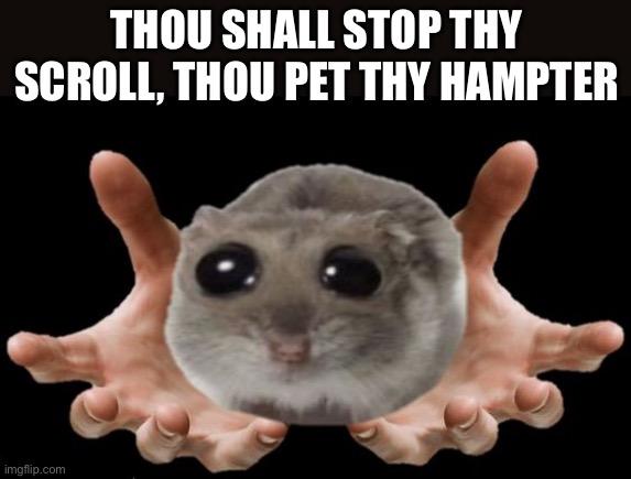 Get this to the front page | THOU SHALL STOP THY SCROLL, THOU PET THY HAMPTER | image tagged in memes,funny,hampter,animals,pet | made w/ Imgflip meme maker