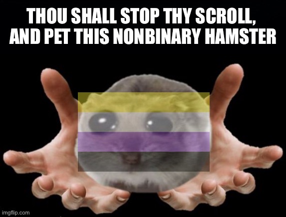 Please pet the nonbinary hamster. :P | THOU SHALL STOP THY SCROLL, 
AND PET THIS NONBINARY HAMSTER | image tagged in lgbtq,nonbinary,hamster,hamsters,pet,pets | made w/ Imgflip meme maker