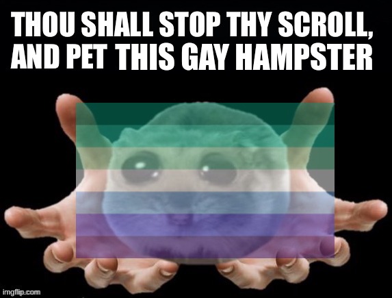 Thou shall stop thy scoll and pet this hamster | THIS GAY HAMPSTER | image tagged in thou shall stop thy scoll and pet this hamster | made w/ Imgflip meme maker