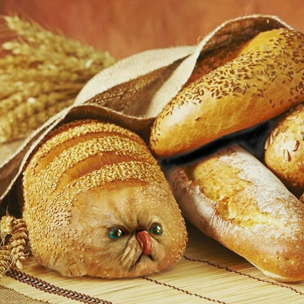 Cat bread roll Blank Meme Template