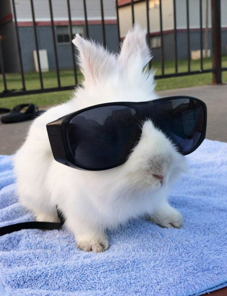 Bunny with Sunglasses Blank Meme Template