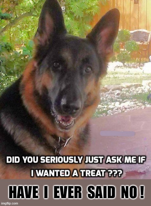 Treat ? | HAVE  I  EVER  SAID  NO ! | image tagged in annoying | made w/ Imgflip meme maker