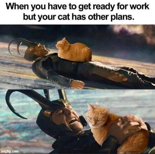 Paralysed | image tagged in oh no cat | made w/ Imgflip meme maker