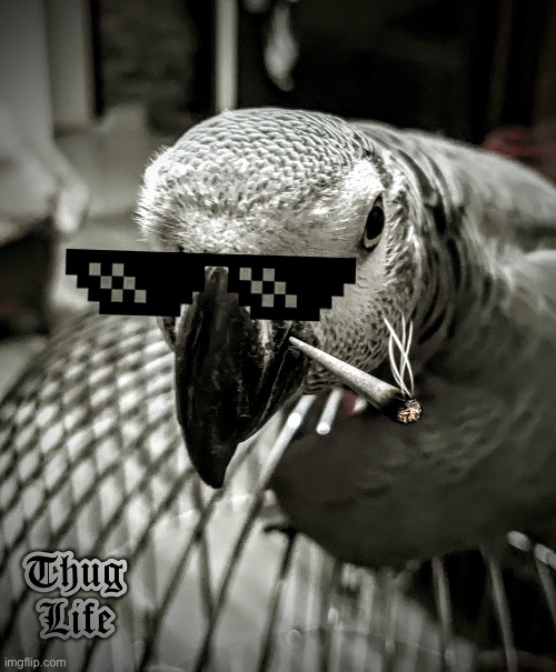 Paku the thug | image tagged in paku the thug | made w/ Imgflip meme maker