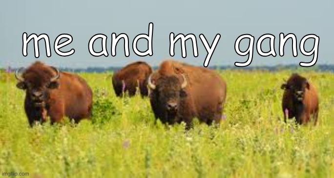 me and my gang buffalo | me and my gang | image tagged in buffalo | made w/ Imgflip meme maker