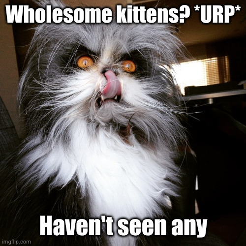 Wholesome Kitten Week™ | Wholesome kittens? *URP*; Haven't seen any | image tagged in evil cat | made w/ Imgflip meme maker