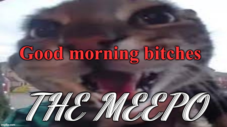 The Meepo | Good morning bitches | image tagged in the meepo | made w/ Imgflip meme maker