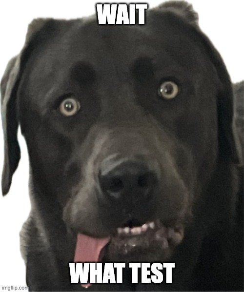 What test | WAIT; WHAT TEST | image tagged in confused koda | made w/ Imgflip meme maker