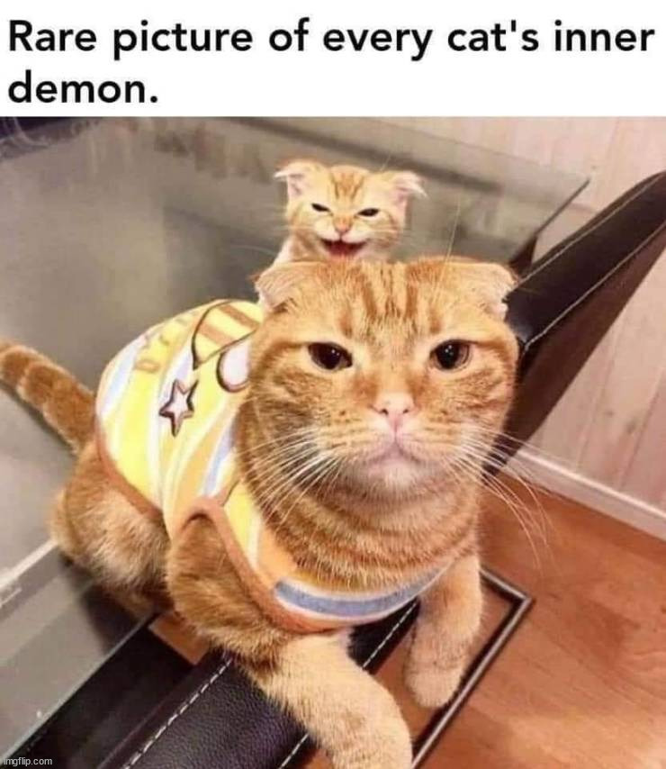 Inner demon | image tagged in cats | made w/ Imgflip meme maker