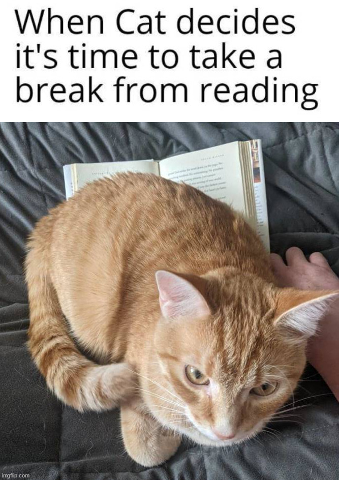 Reading | image tagged in cats | made w/ Imgflip meme maker