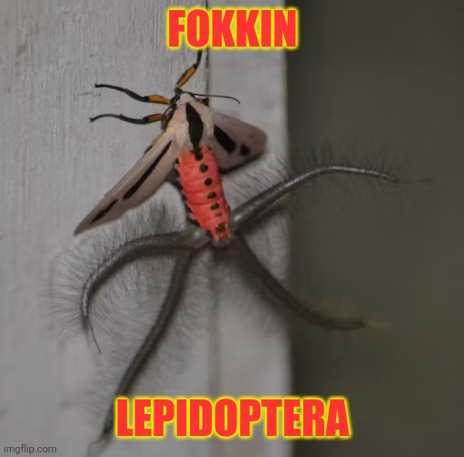 buc | FOKKIN; LEPIDOPTERA | image tagged in spooky bug,buc | made w/ Imgflip meme maker