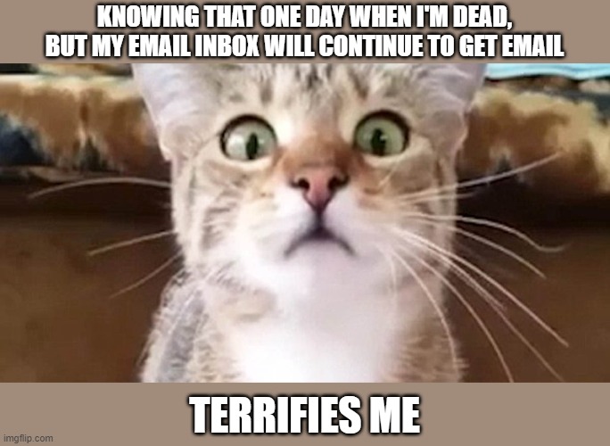 Email terrifies me | KNOWING THAT ONE DAY WHEN I'M DEAD, BUT MY EMAIL INBOX WILL CONTINUE TO GET EMAIL; TERRIFIES ME | image tagged in terrified cat | made w/ Imgflip meme maker