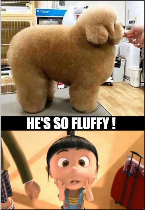 A Pampered Pet ! | HE'S SO FLUFFY ! | image tagged in dogs,pampered,fluffy | made w/ Imgflip meme maker