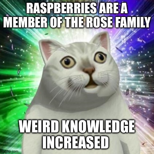 true fact btw | RASPBERRIES ARE A MEMBER OF THE ROSE FAMILY; WEIRD KNOWLEDGE INCREASED | image tagged in strange cat | made w/ Imgflip meme maker