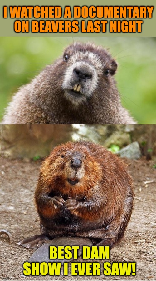 Leave it to Beavers | I WATCHED A DOCUMENTARY ON BEAVERS LAST NIGHT; BEST DAM SHOW I EVER SAW! | image tagged in mr beaver,beaver,dam,bad pun,dad joke | made w/ Imgflip meme maker