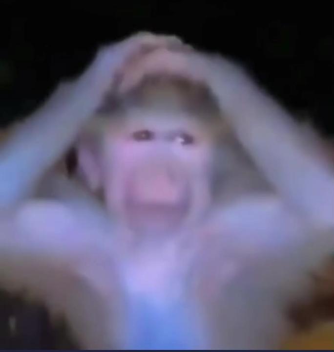 Monkey with his hands on head Blank Meme Template