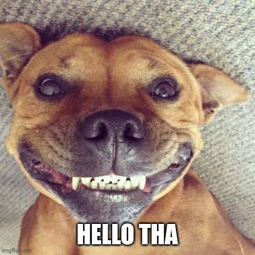 Smiling dog | HELLO THA | image tagged in smiling dog | made w/ Imgflip meme maker